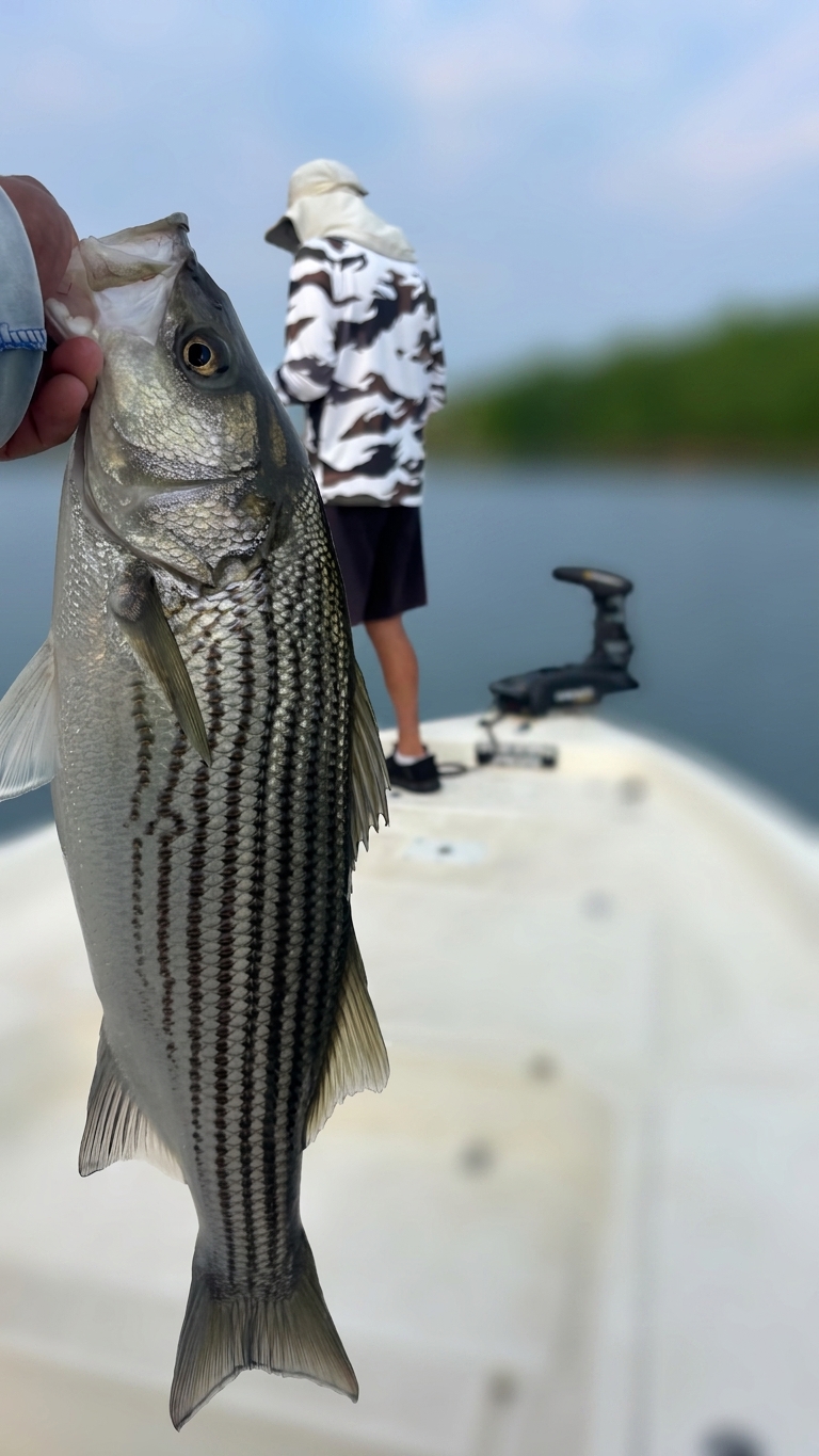 Striped And Spotted Bass On Lake Lanier