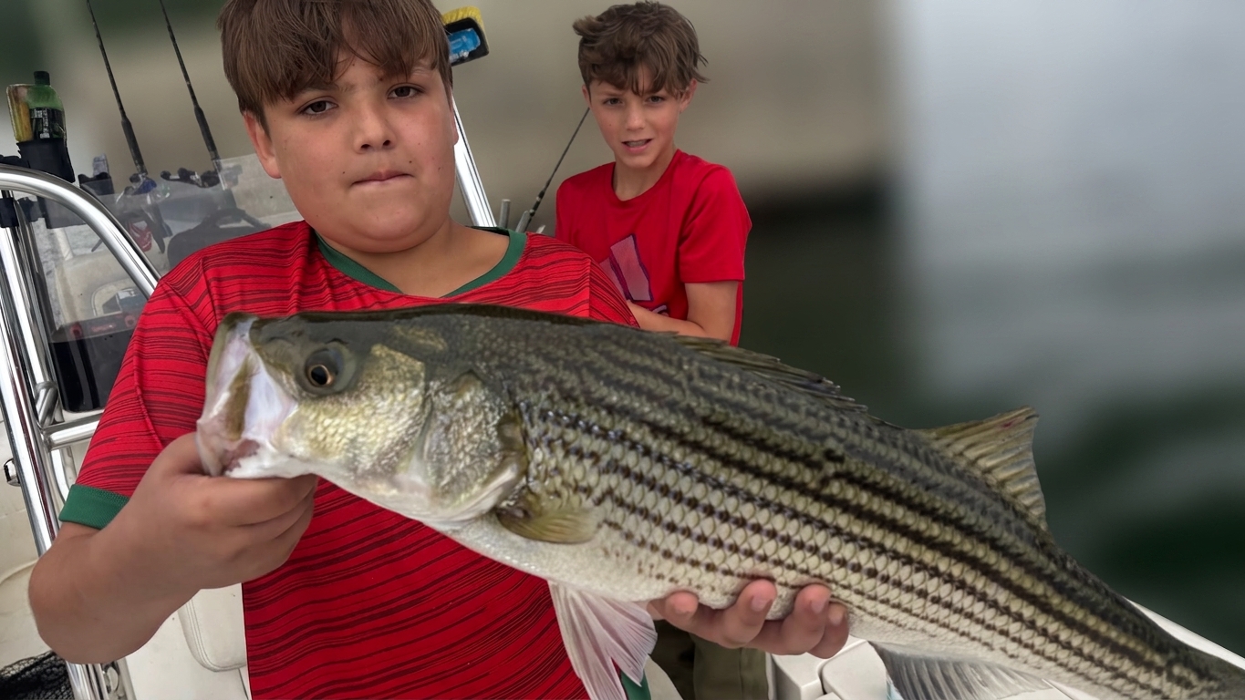 Striped Bass And Catfish Action At Lake Lanier