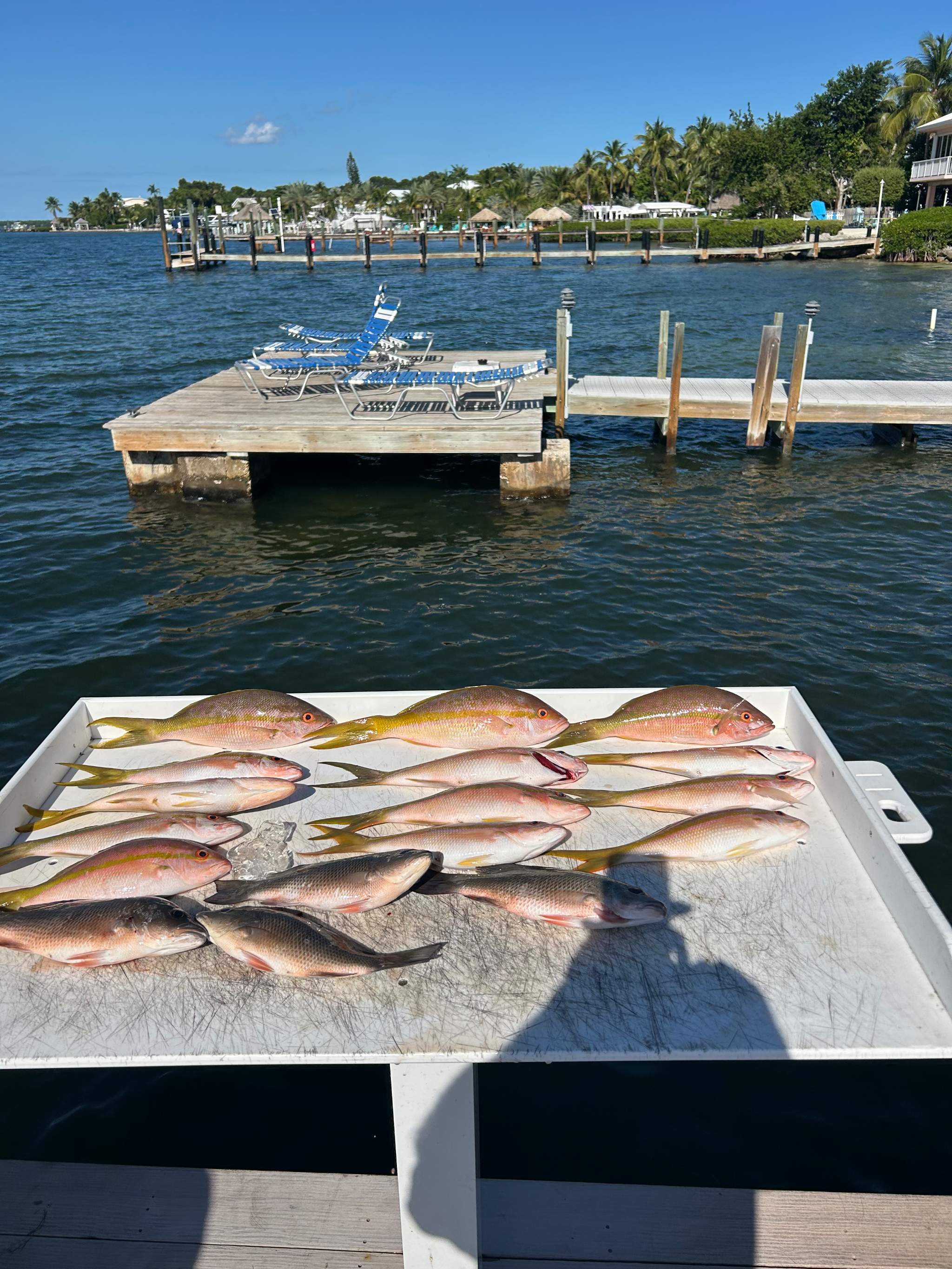 10 yellowtail snapper caught out of Key Largo, Oct 21, 2026