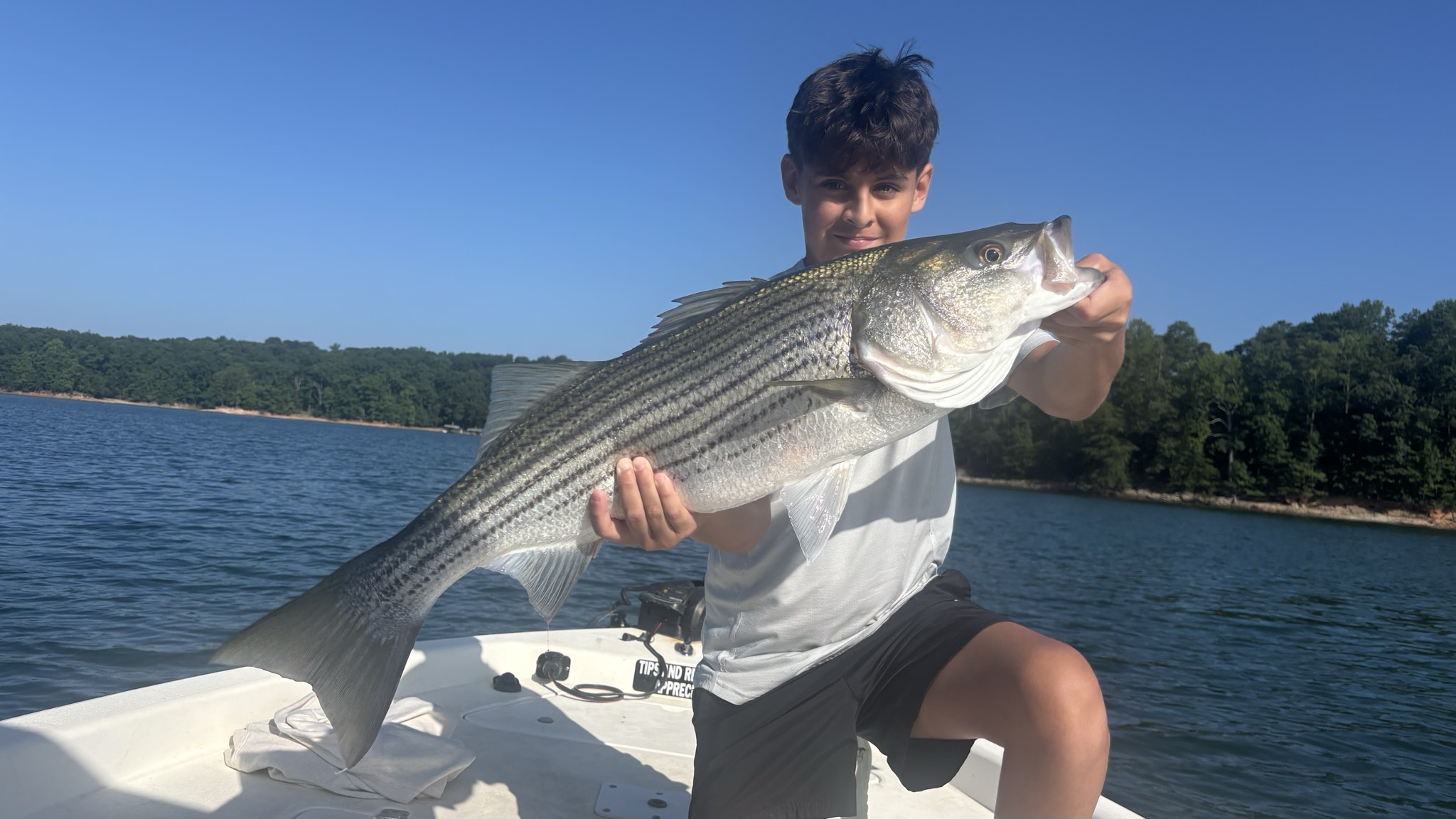 Trophy Striped Bass Lake Lanier July