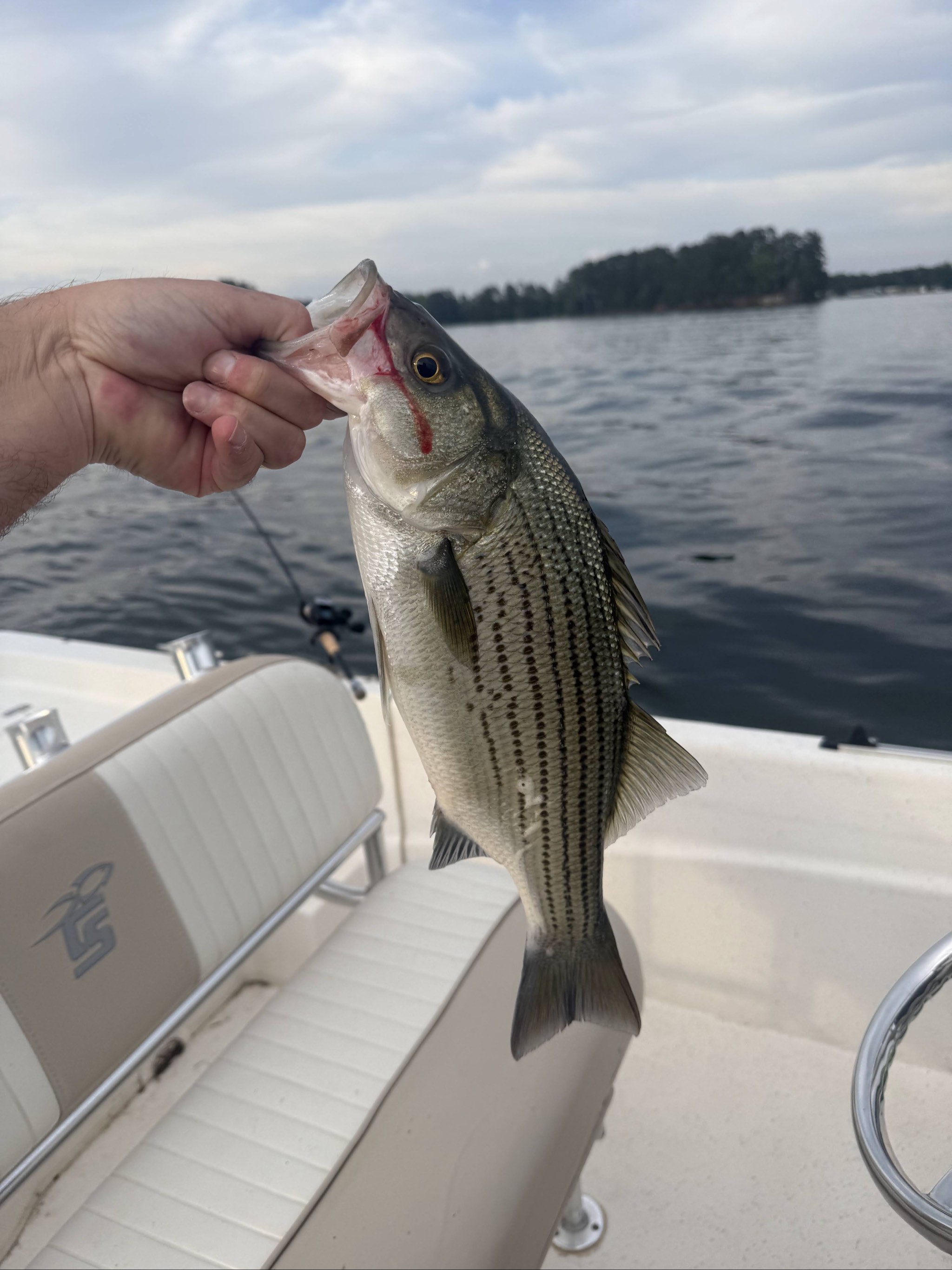Jackson Lake, GA Striped Bass — June 2026