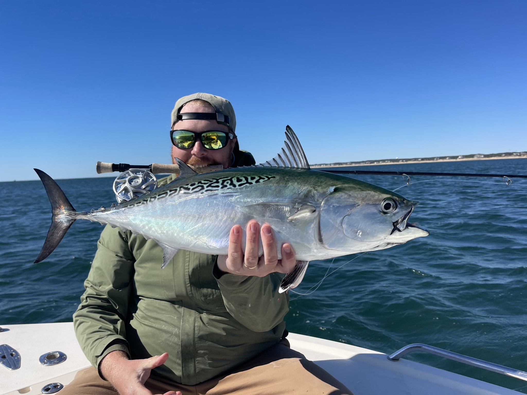 Atlantic bonito caught out of Boston, July 31, 2026