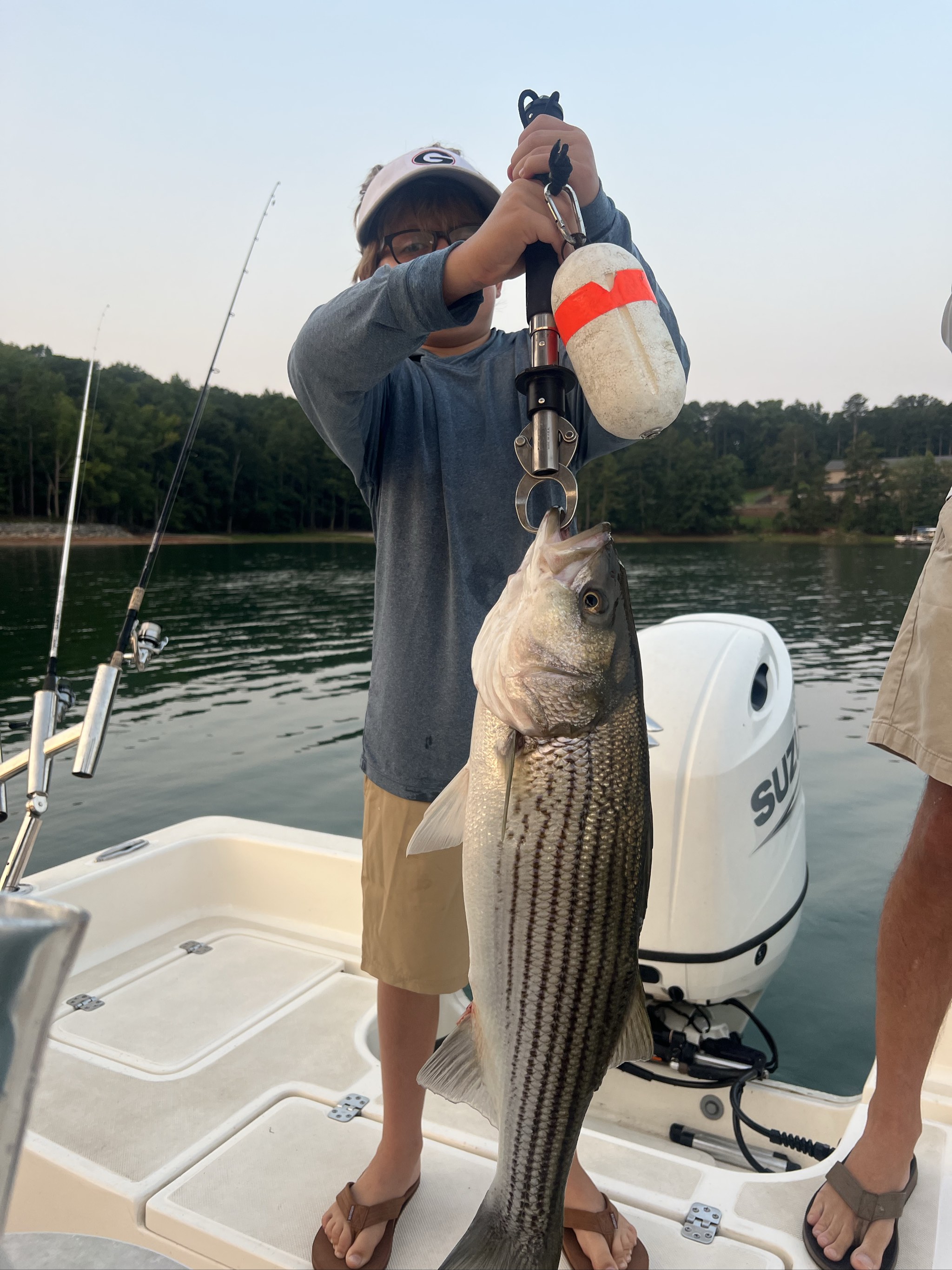 Striped Bass And Spotted Bass Lake Lanier