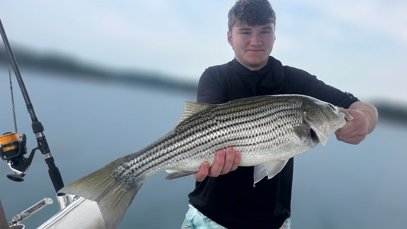 Striped Bass Action on Lake Lanier