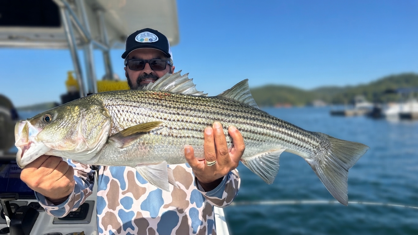 Striped bass caught on Lake Lanier, Oct 8, 2026