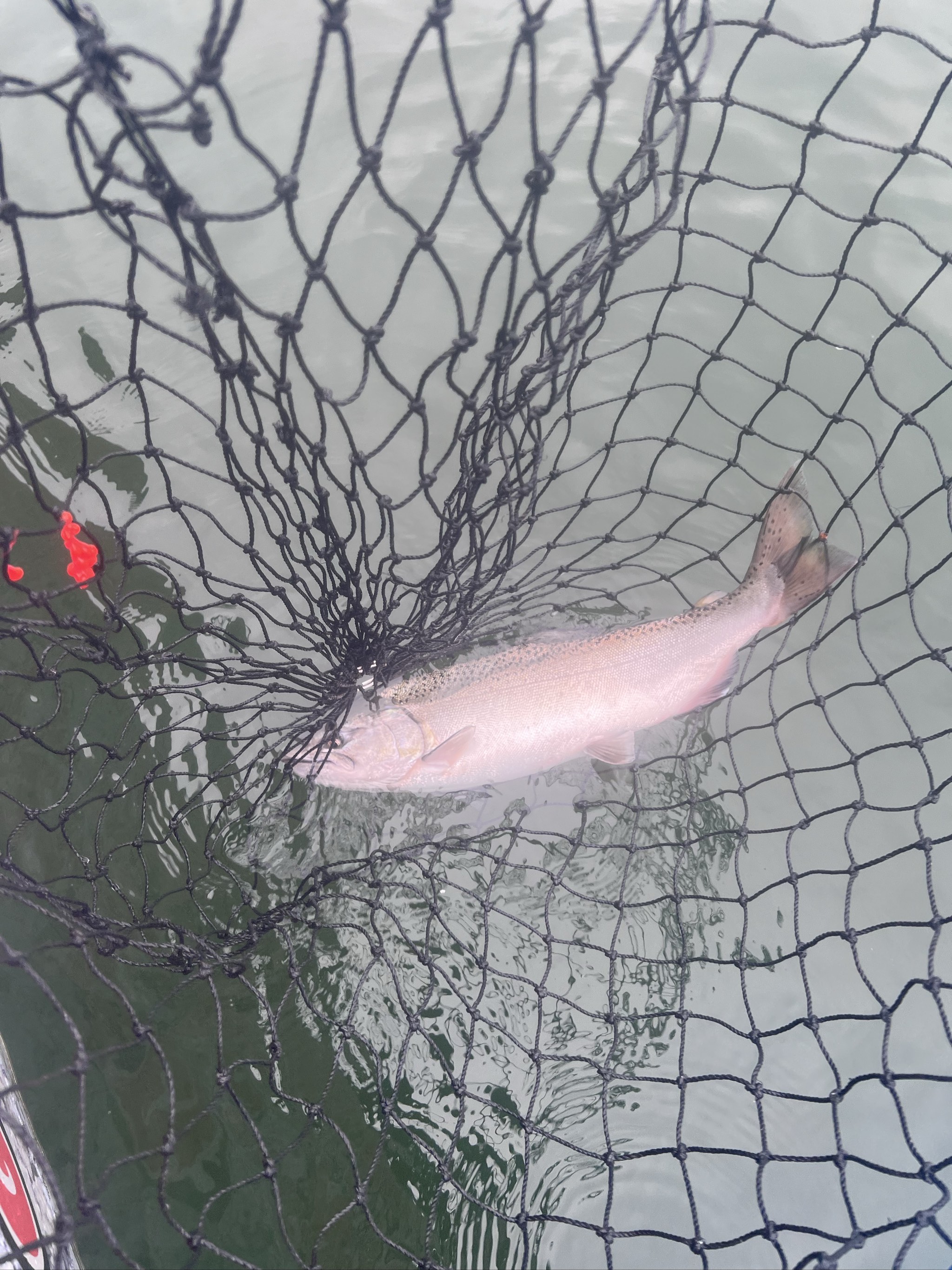 Columbia River Chinook salmon — October 2026