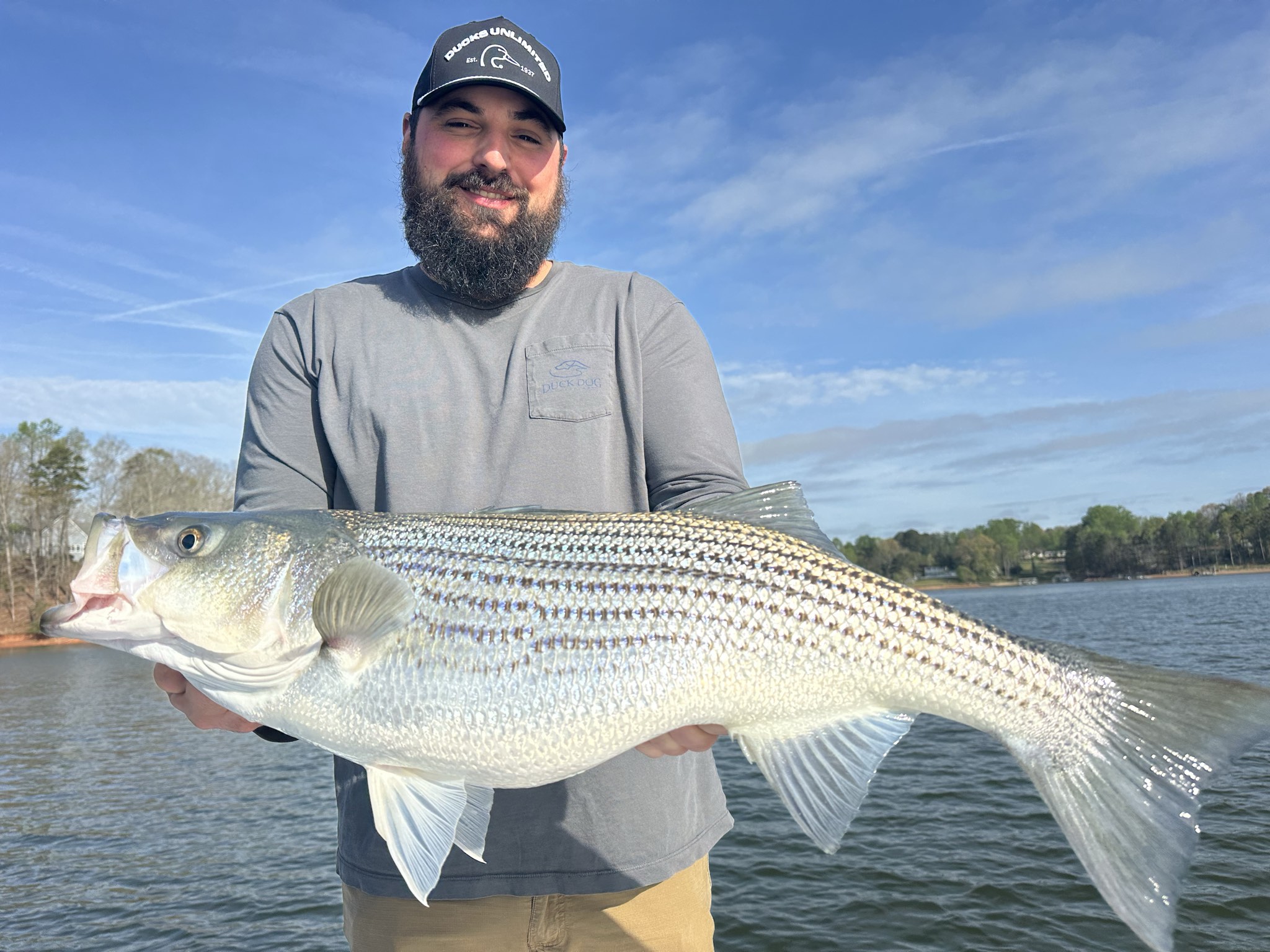 Striped Bass — April 2026
