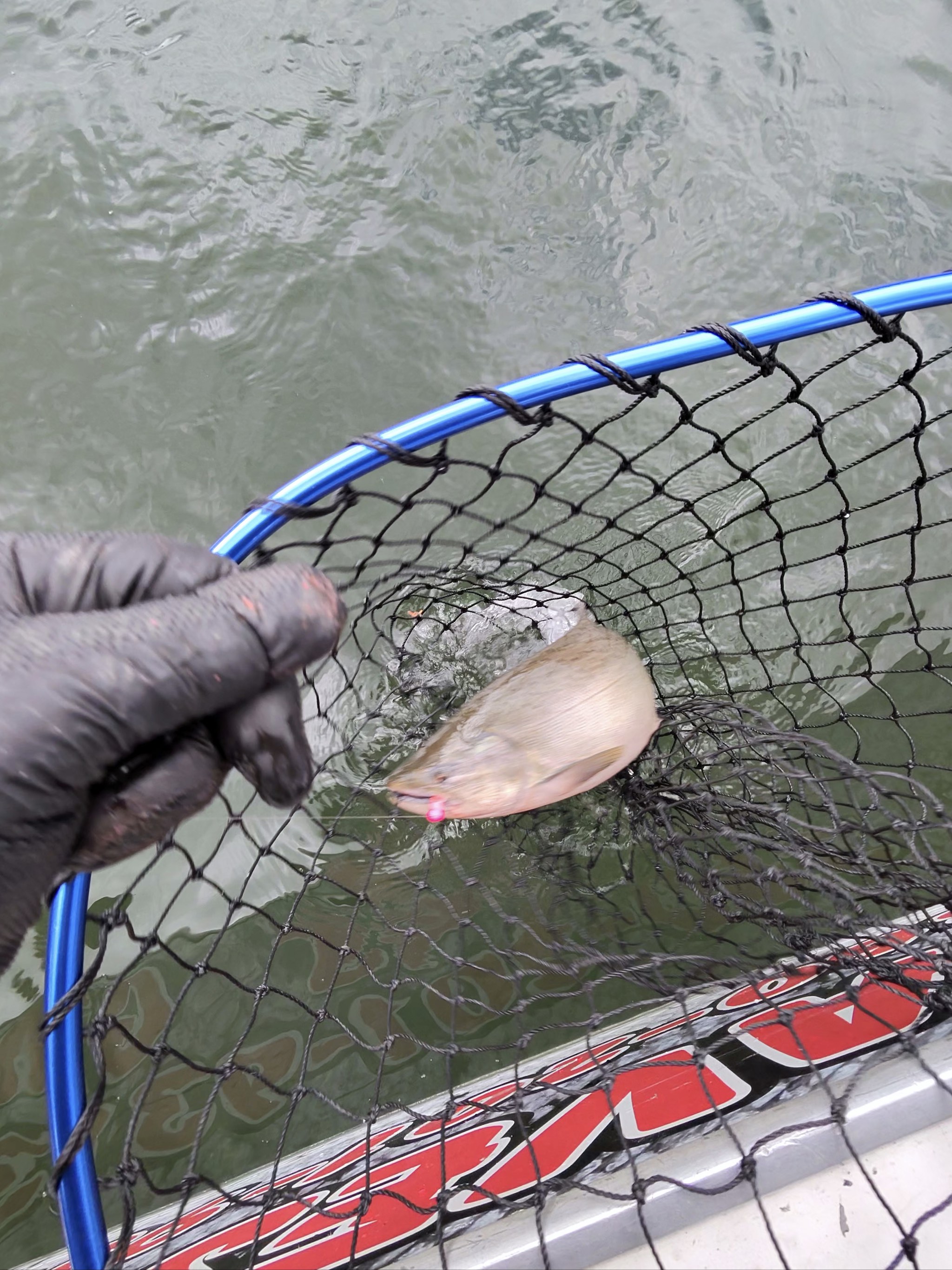 Fish caught on the Columbia River, Oct 10, 2026