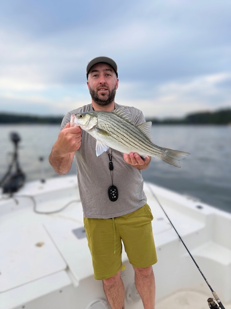 Hybrid striped bass caught on Jackson Lake, Aug 5, 2026