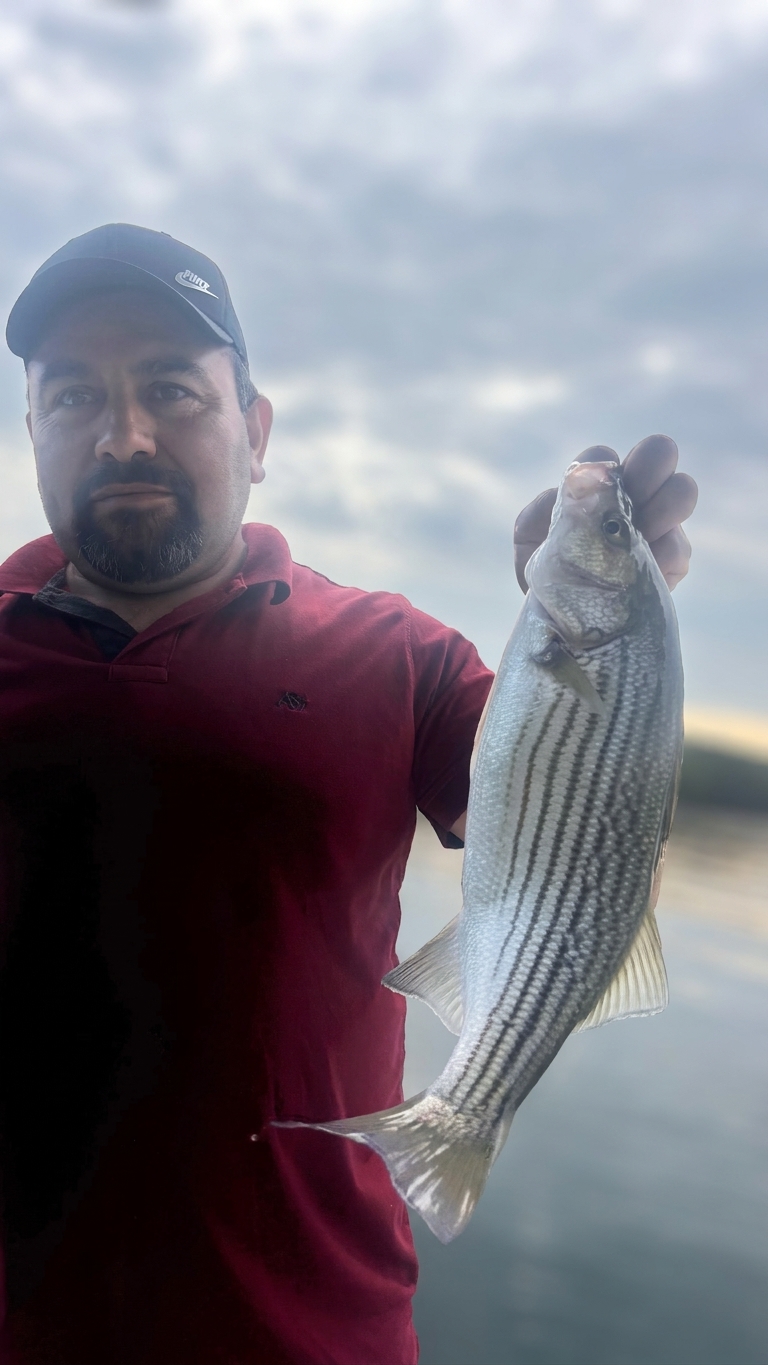 Striped bass caught on Lake Lanier, Sept 19, 2026