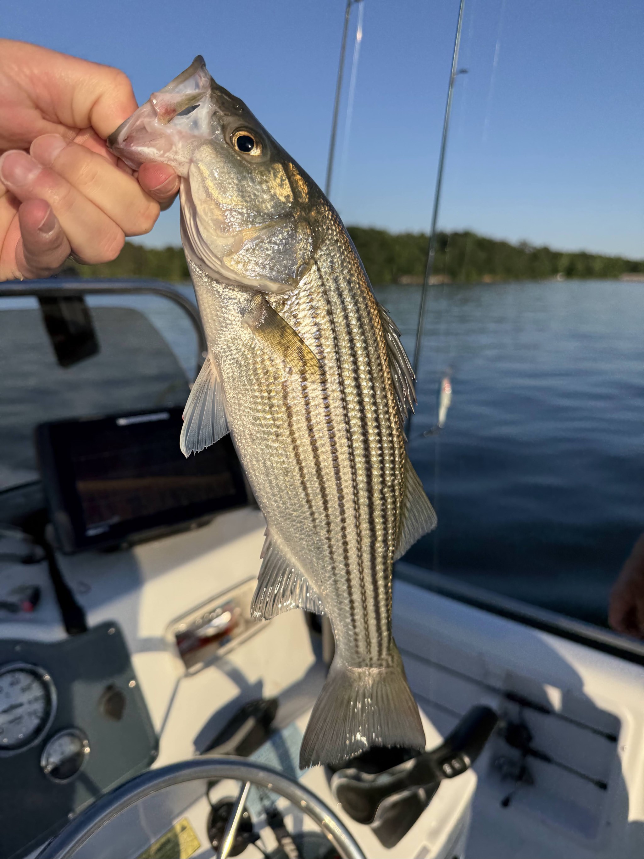 Jackson Lake, GA Striped Bass — June 2026