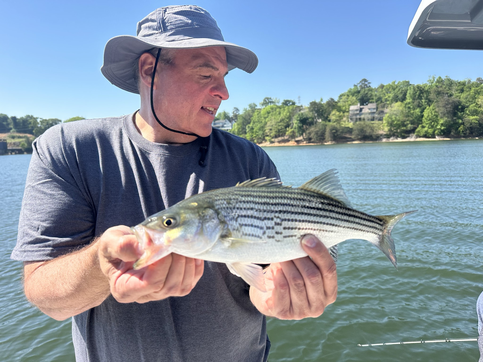 Striped Bass And Spotted Bass On Lake Lanier