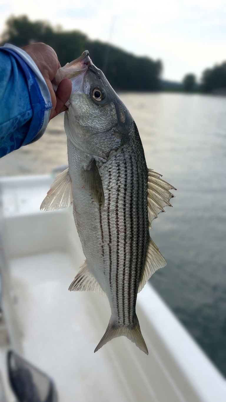 Striped And Spotted Bass On Lake Lanier
