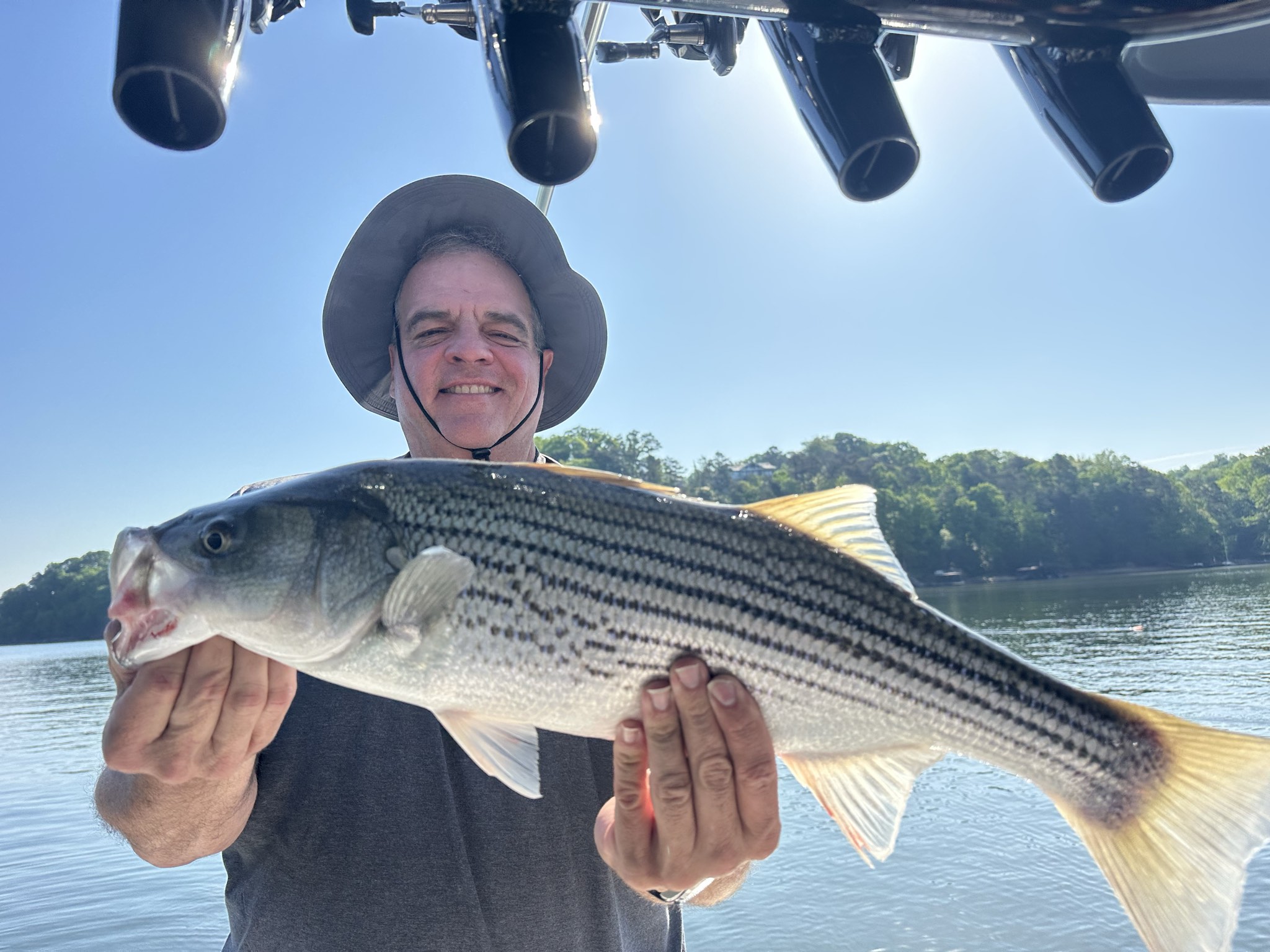 Striped Bass And Spotted Bass On Lake Lanier