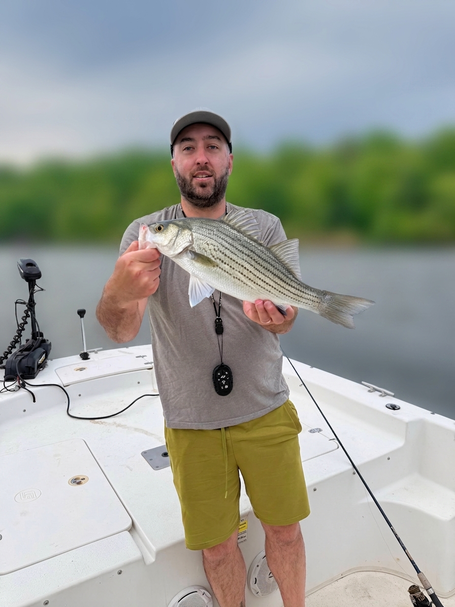 Hybrid striped bass caught on Jackson Lake, Aug 12, 2026
