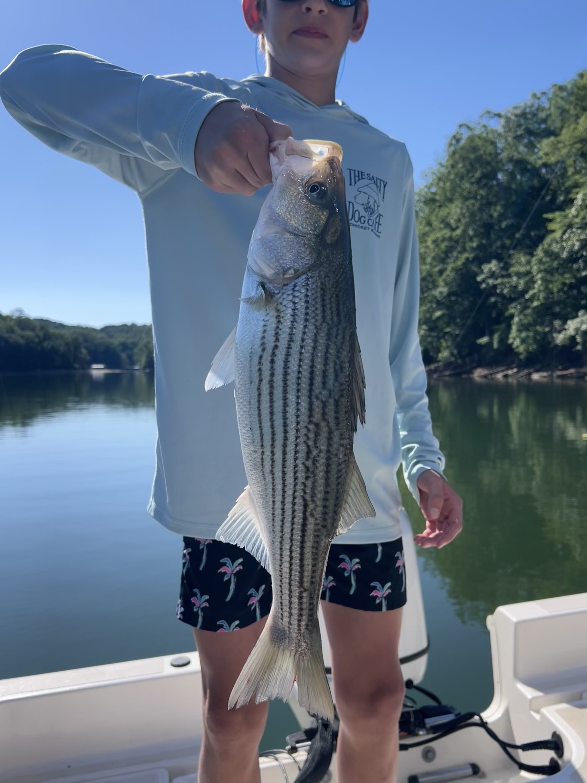 Striped Bass Action On Lake Lanier