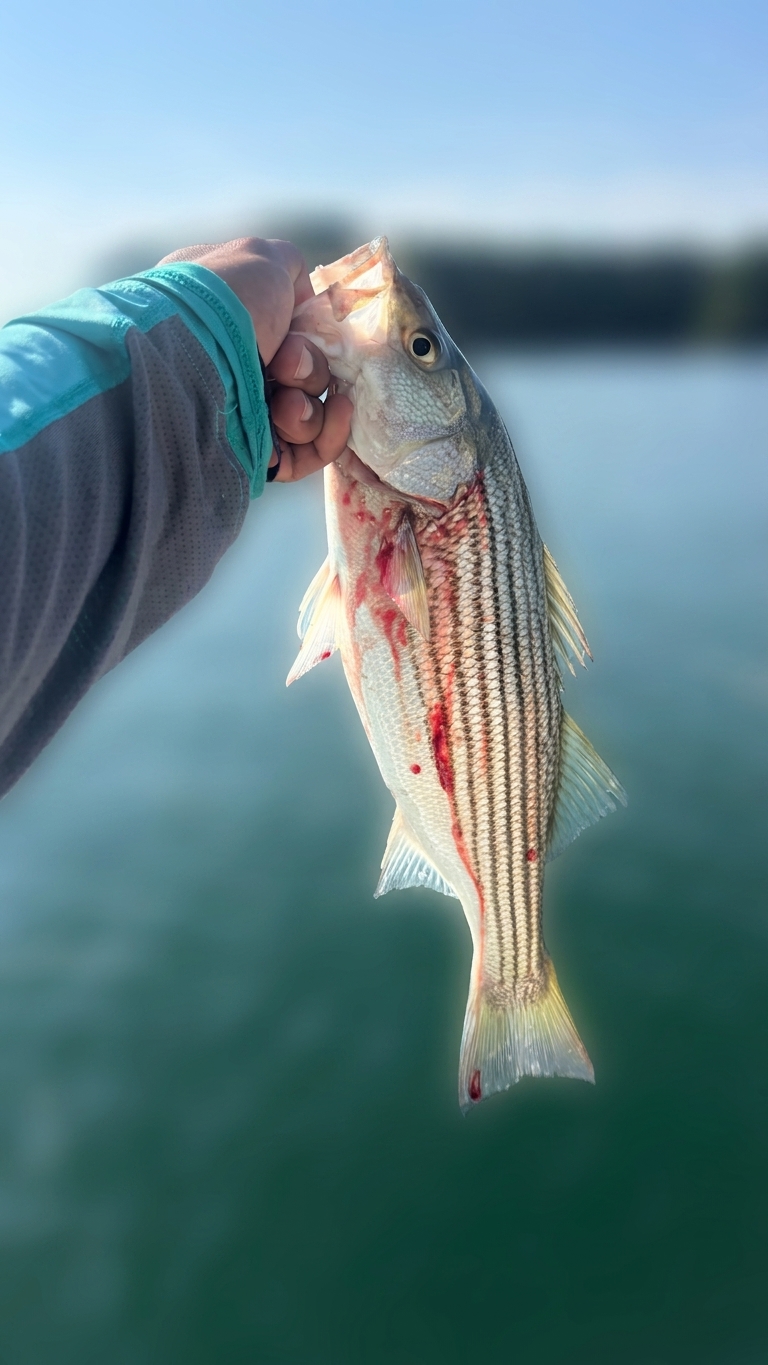 Lake Lanier bass — September 2026