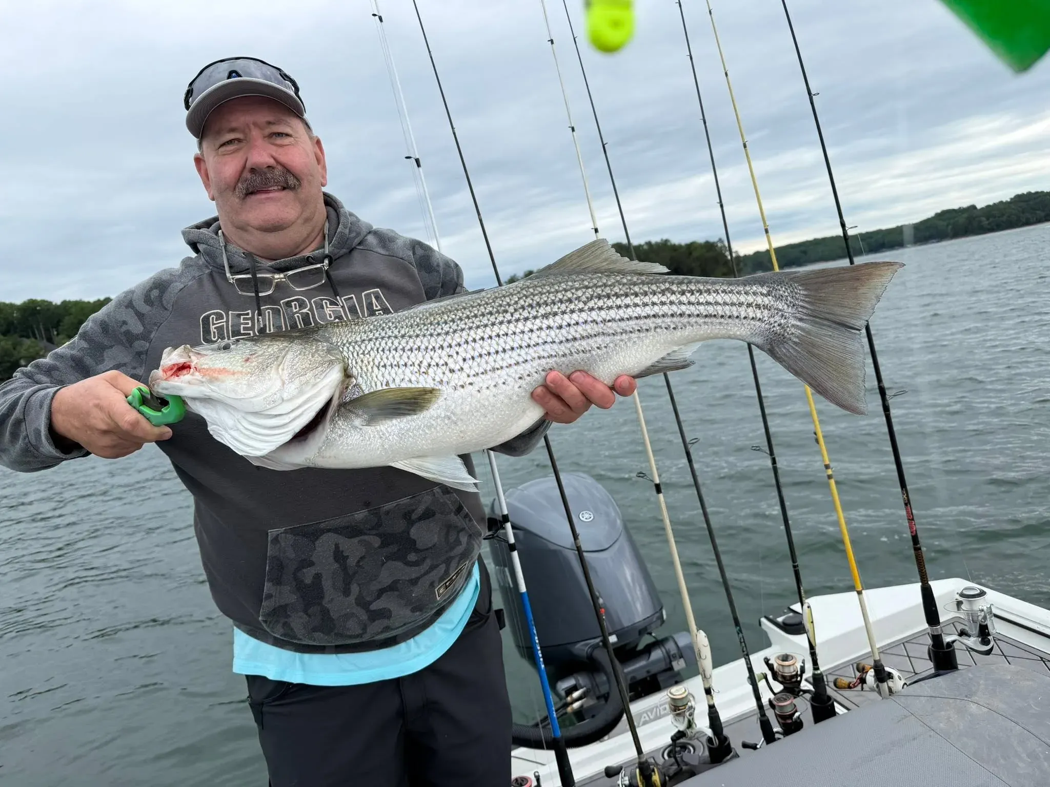 Striped Bass in a fishing photo from Njord Fishing Charters