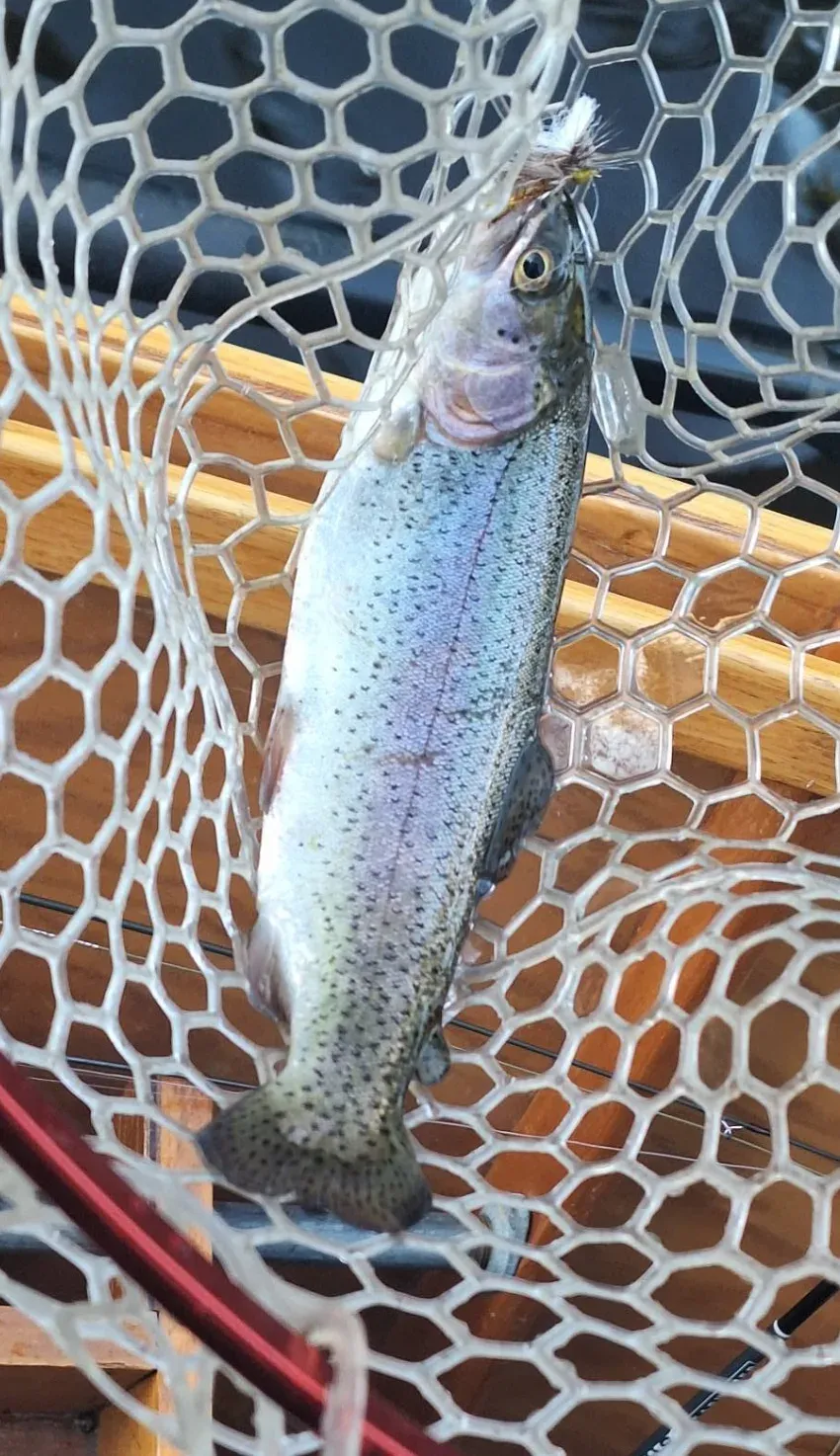 Photo from Evening Rise Fly-Fishing Guide Service