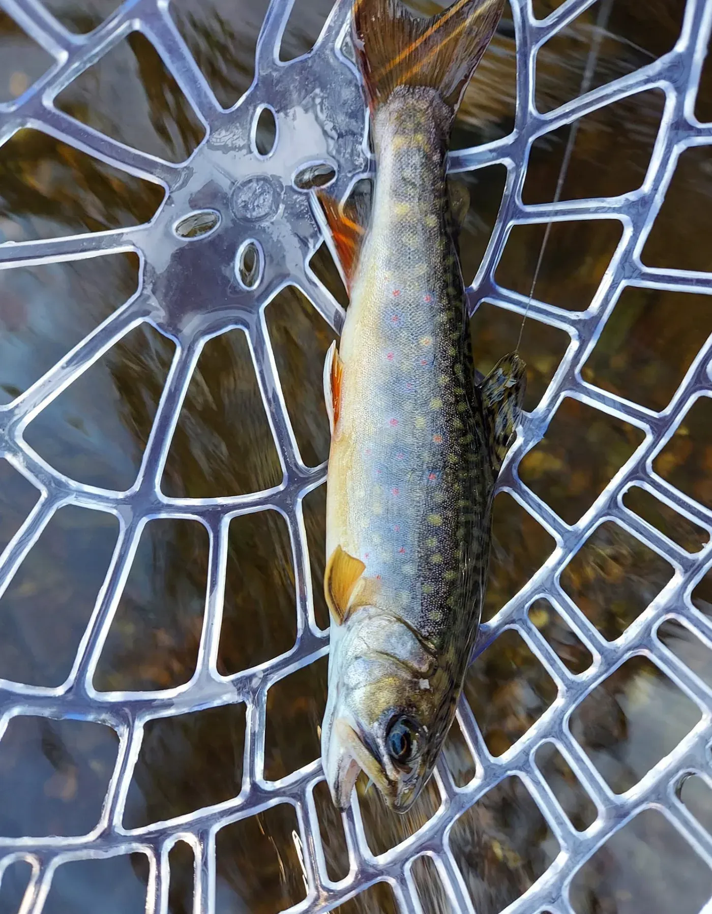 Photo from Evening Rise Fly-Fishing Guide Service