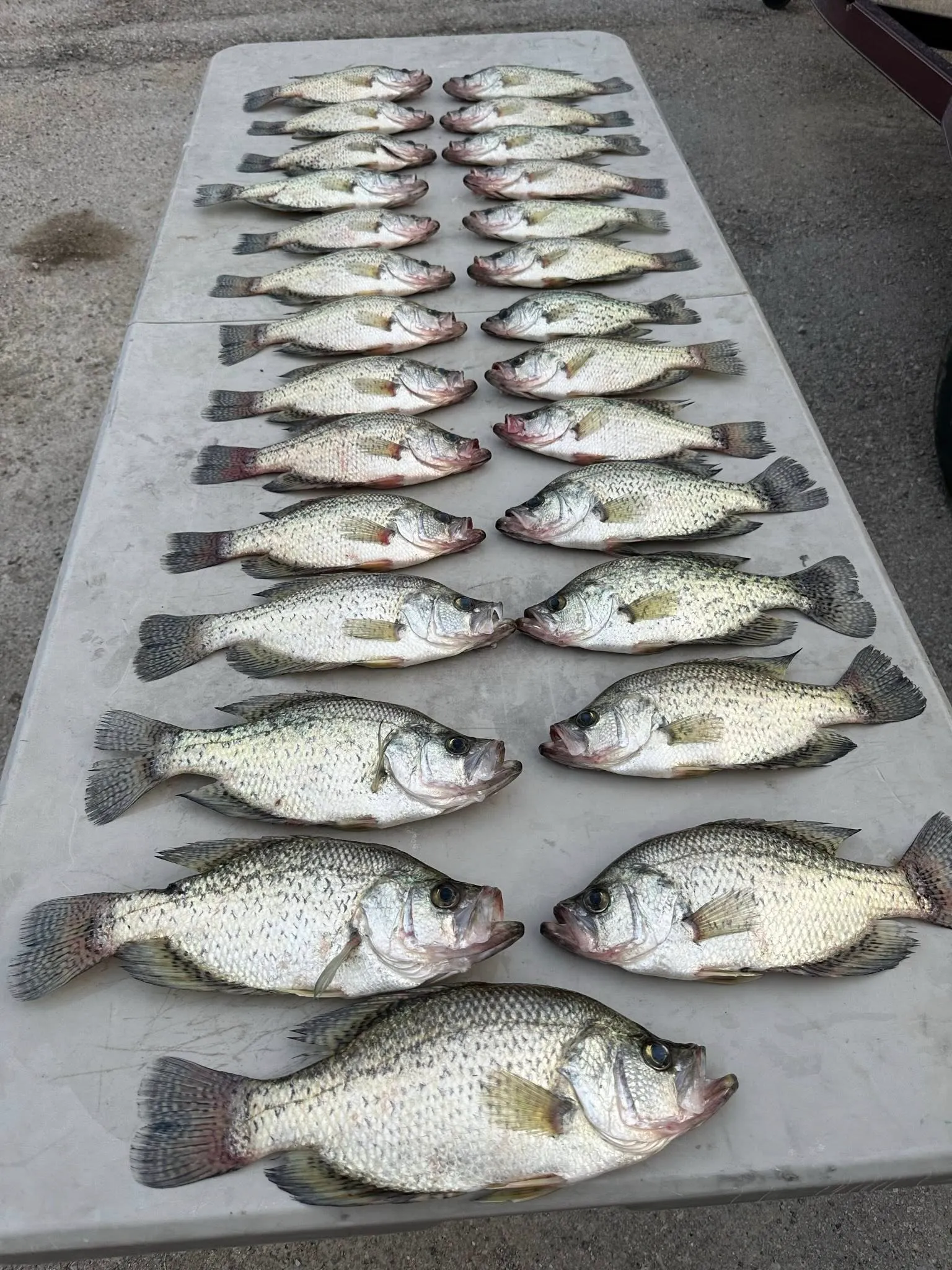Photo from Catch The Obsession Guide Service