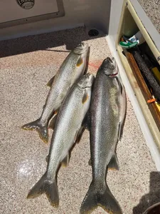 Three beautiful Lake Superior lake trout ready for the cooler!