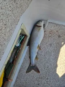 Fresh caught Lake Trout on boat deck in Knife River MN