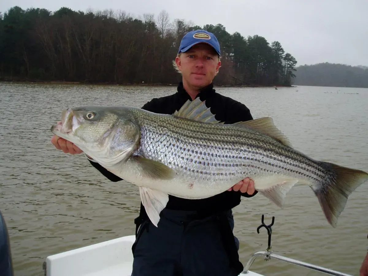 Brian Nyswaner