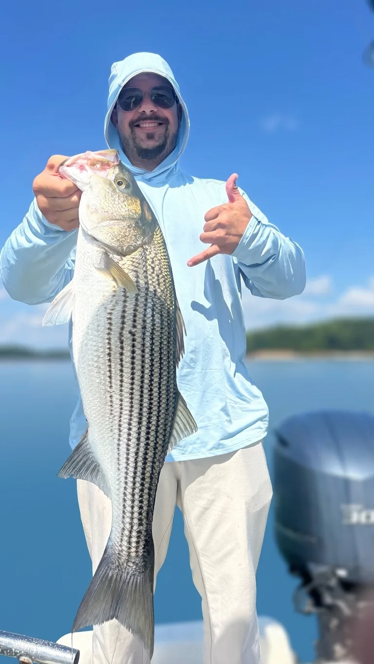 Striped bass caught on Lake Lanier, Sept 20, 2026